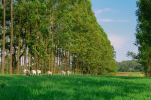 Leia mais sobre o artigo Simpósio de ILPF 2025 acontece quinta (4) e sexta (5) em São Carlos (SP)