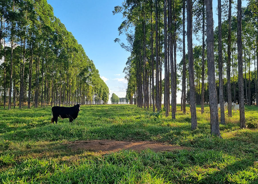 Leia mais sobre o artigo ILPF favorece presença de matéria orgânica e retenção de carbono no solo, mostra pesquisa