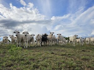 Leia mais sobre o artigo Sistema ILPF tem contribuído de forma decisiva para recuperação de pastagens em MS, diz Secretaria
